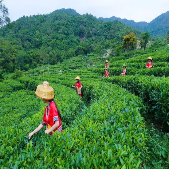 Ripe Puerh Tea Mini Tuo Tea Rose Chinese Yunnan Cooked Black Tea Healthy Care