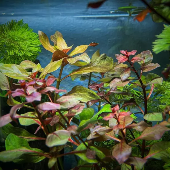 Package Bundle Ludwigia Repens Rubin Decoration Aquatic Garden Tank Live Plants