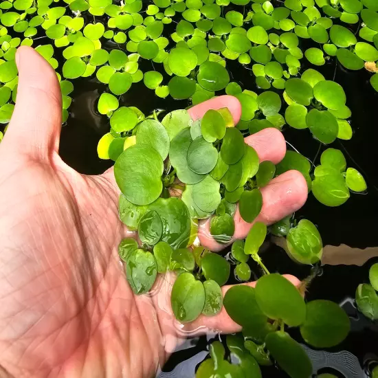 200+ Leaf Frogbit BUY 2 Get 1 FREE - Floating Aquatic Plant - HEALTHY AND GREEN