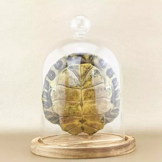 w64c Taxidermy oddities Curiosities River Cooter Turtle shell glass dome display