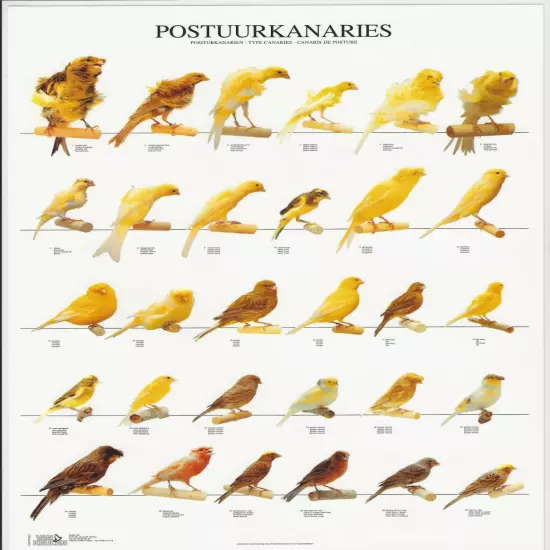 VAN KEULEN Bird / Varieties / Mutations A4 Laminated Poster - STATURE CANARIES