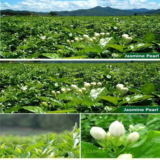 Jasmine Tea 250g Freshest Organic Food Green Tea Flower Tea Chinese Organic Tea