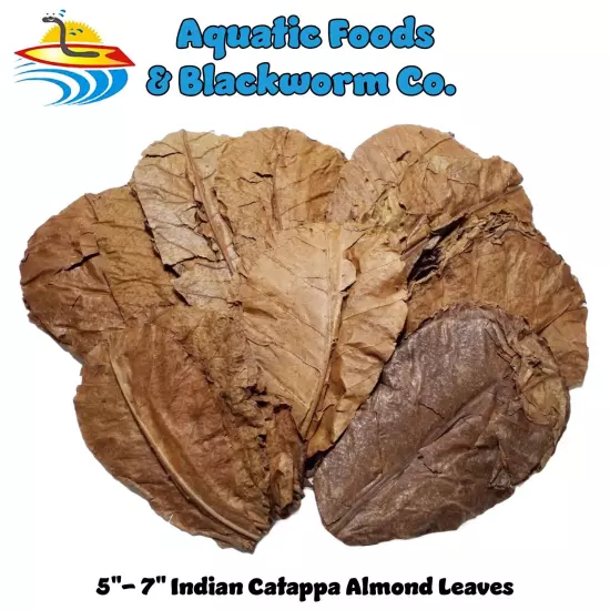 1000 Indian Catappa Almond Leaves, 5" - 7" Shrimp, Bettas, Aquariums