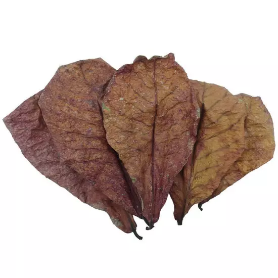 10PCS Natural Terminalia Catappa Foetida Leaf Cleaning Aquarium Tank Drop PH Sn