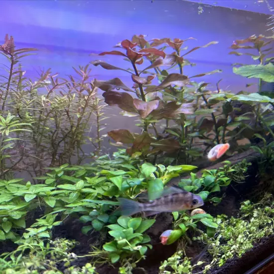 Ludwigia Repens Red Bunch (Live Aquatic Plants - Aquarium)