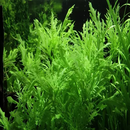 Hygrophila Difformis Water Wisteria Bunch Live Aquarium Plants BUY 2 GET 1 FREE