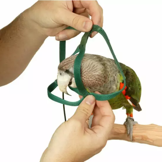 Parrot Bird Harness Leash Adjustable Training Rope Flying Traction Straps Band.