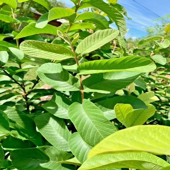 55 PC'S FRESH ORGANIC GUAVA LEAVES TEXAS GROWN GREEN Tea Hojas de Guayaba