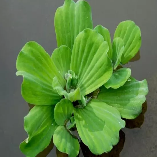 5 Water Lettuce Organic Floating Koi Patio Pond Plant Organic Nursery Grown