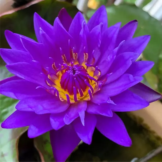 Buy2Get1Free Blue Emerald Tropical Waterlily Live Freshwater Plants Pond Flower