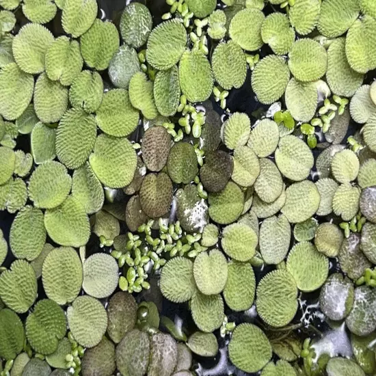 100+ Giant Duckweed - super easy Aquarium or Pond plant (Moss) BUY2GET1FREE!