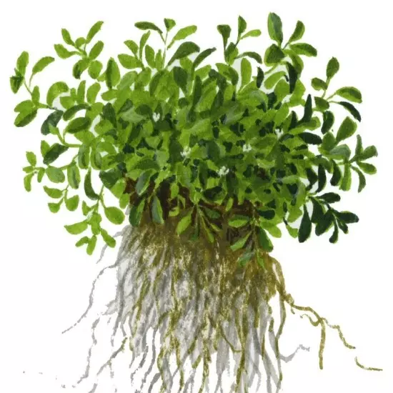 Glossostigma Elatinoides - Tropica Tissue Culture Cup