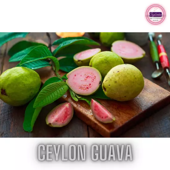 1000+Dried Guava Leaves Herbal Tea Hojas de Guayaba Psidium Guajava For Diabcare