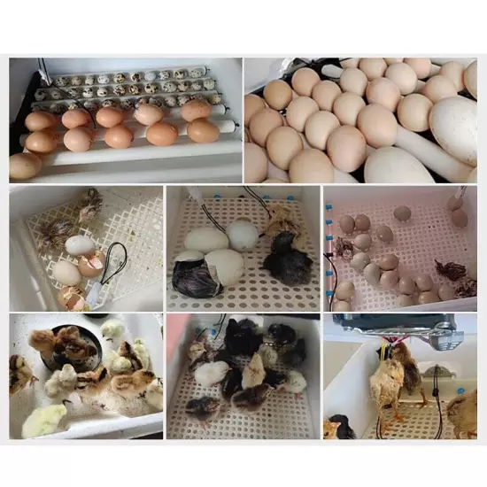 Electric 10/12/24/38 Egg Incubator Auto Turning Egg Bird Poultry Eggs Incubation