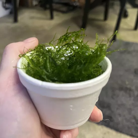 Taxiphyllum alternans - Taiwan Moss Easy Live Aqurium Plants Mini Weeping Java