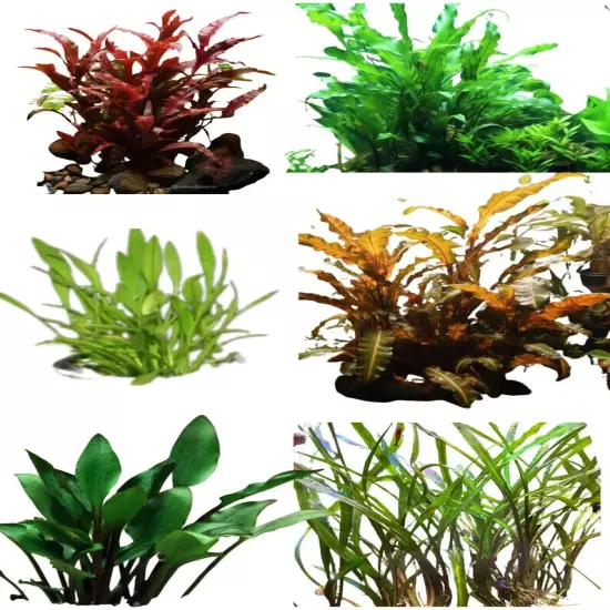 Ultimate Cryptocoryne Collection - 6-Pack Aquarium Plants