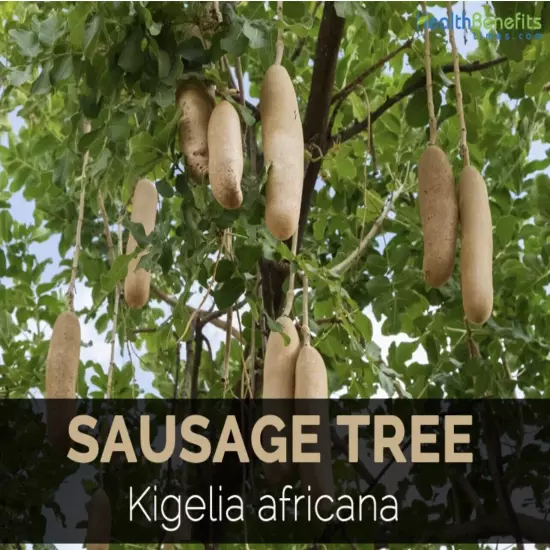 BIG 3 made of Kigelia Africana 100% Natural - Male Enlargement 5 Large Tea Bags