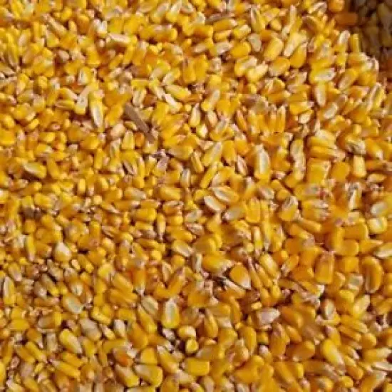 15 LB Whole Kernel Corn Deer Squirrel Bird Chicken Arts & Crafts Corn Hole Bags