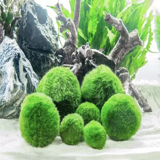 Marimo Moss Balls Variety Pack 5 Balls 0.25-1.5 Inch Live Plant Aquarium Tank