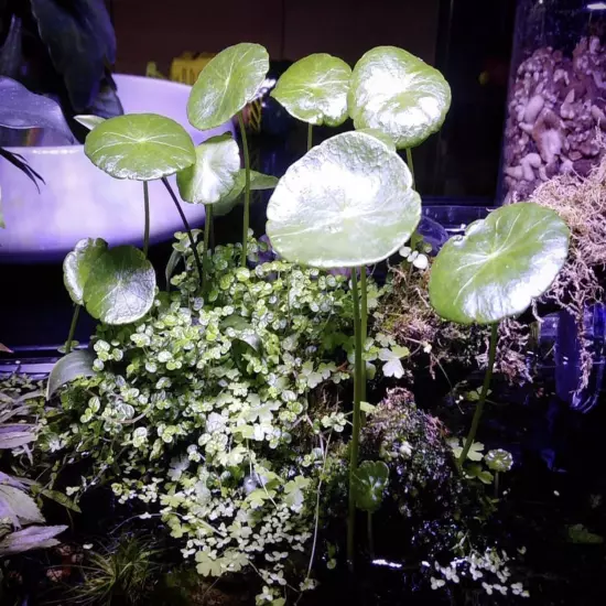 Package Bundle Hydrocotyle Verticillata Whorled Pennywort Live Aquarium Plants