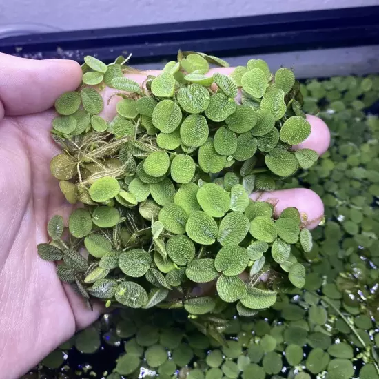 Water Spangles (Salvinia minima) – 10-15 Live Floating Plants for Aquariums, Pon