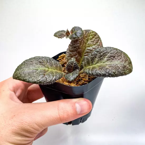 Episcia sp. 'European Seed' (2.5" Pot) / Live Terrarium Plant / Houseplant