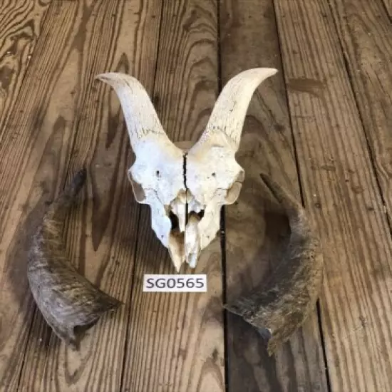 Hill country goat skull wildlife ranch hunting outdoors man cave rustic SG0565