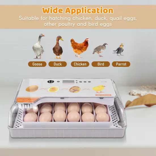 Digital Incubator 20 Eggs Poultry Hatcher with Auto Turning W6R6