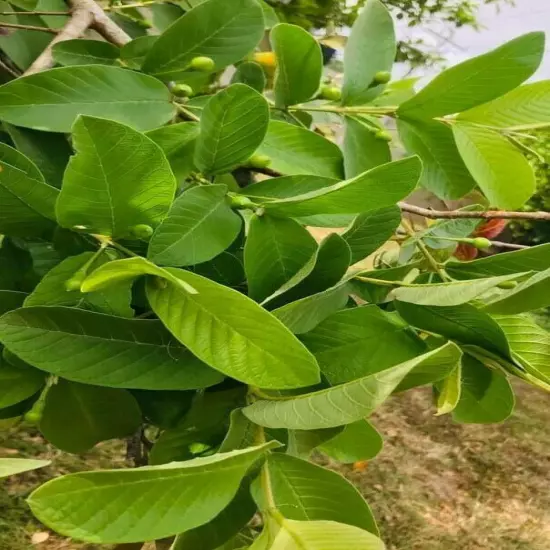 55 PC'S FRESH ORGANIC GUAVA LEAVES TEXAS GROWN GREEN Tea Hojas de Guayaba