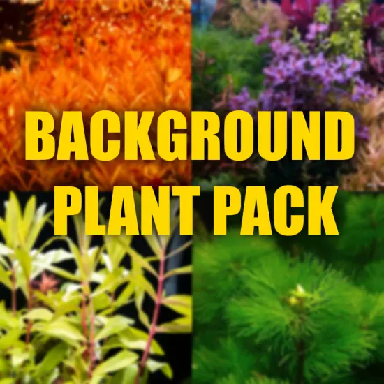 $35 Background Plant Combo. Fast growing tall plants freshly picked.