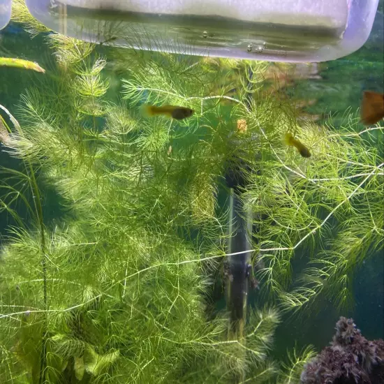 4Ft. Hornwort Live Aquarium Plants Fresh Water Shrimp & Fry Love It! Fills 10Gal