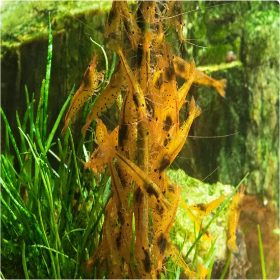 Garnelenhaus Shrimp Lollies Algea Stick Food Crystal Red Cherry Shrimp Inverts