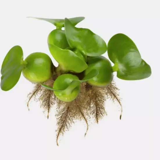 10 Water Hyacinth Med Live Aquarium/Floating/Aquatic/ KOI Goldfish Pond Plant