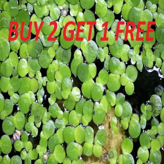 4 Cups Duckweed live Plant BUY2GET1 FREE Aquarium POND NO INSECTS/PARASITES FAST