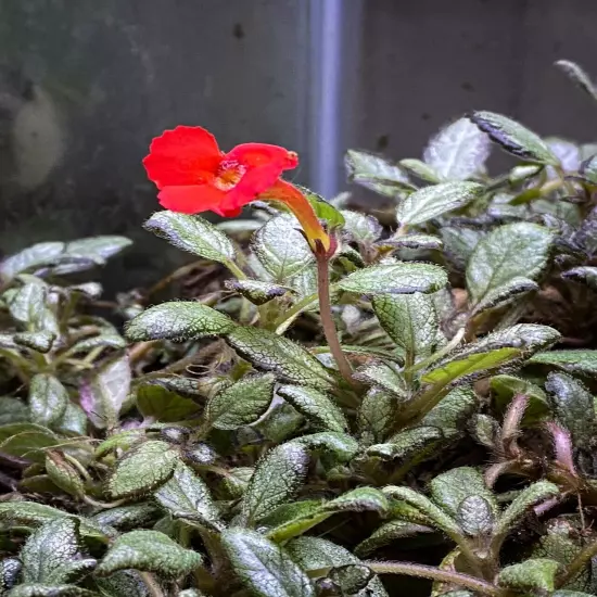 Episcia 'Silver Skies' (2.5" Pot) / African Flame Violet / Live Terrarium Plant