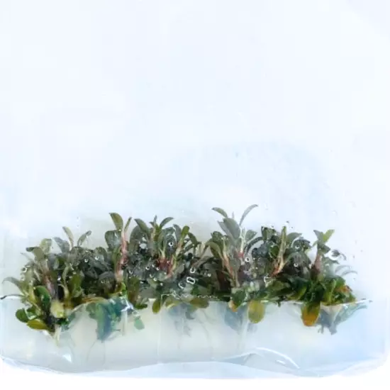 Bucephalandra Brownie Ghost Grown in Vitro Tissue Culture Live Plants Aquariums