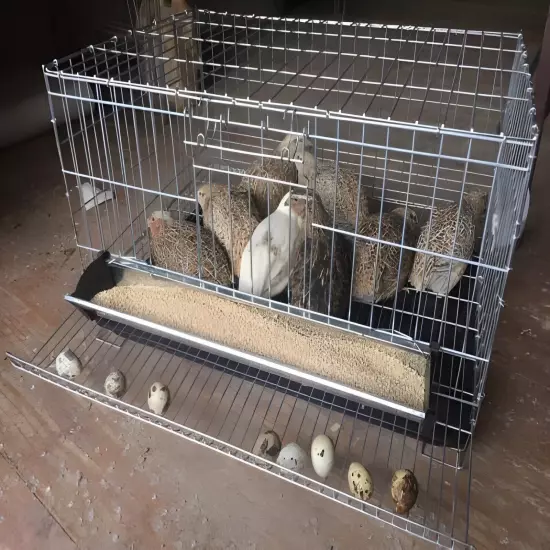 Quail Breeding Pet Cage Free Postage Australia Wide