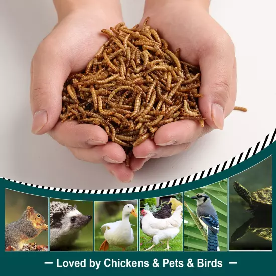 Non-GMO Dried Mealworms Fit Birds Chickens Fish Reptile Turtles 11 5 2 lbs USA