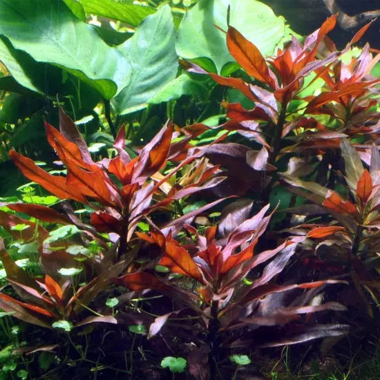 Package Bundle Ludwigia Peruensis Live Aquatic Plants Freshwater Tank Decoration