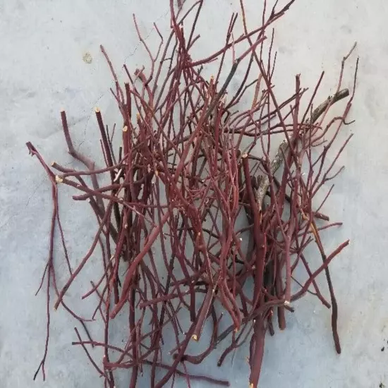 5 Assorted Red/Grey Manzanita branches for bird perch 9"-17"