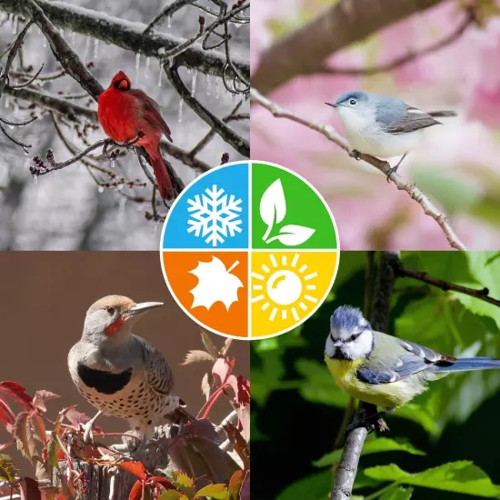 Blue Seal Berry Blend Suet Cakes for Wild Birds - No Mess Suet Feed, Food for