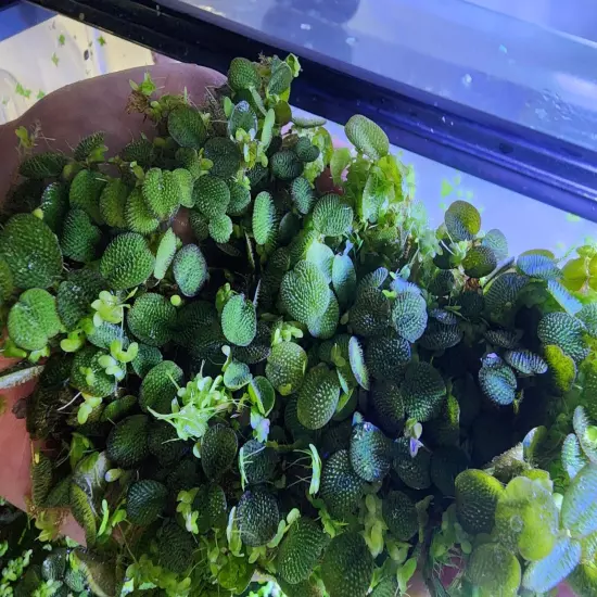 Salvinia Minima And Duck Weed Floating Plants. Read Description. 1 Cup +