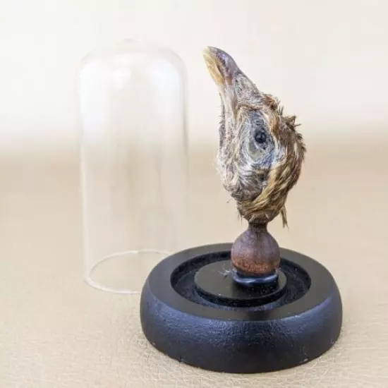 W87i Taxidermy Oddities Curiosities Chicken Head Mount Dome Display collectible