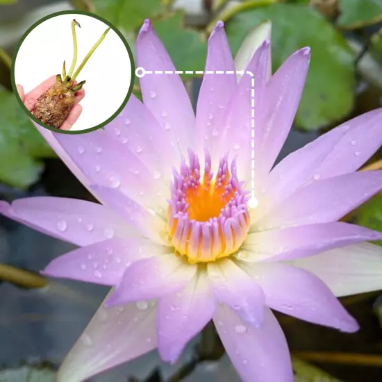 Buy2Get1Free Blue Dao fah Tropical Waterlily Live Fresh Plants Pond Color Flower