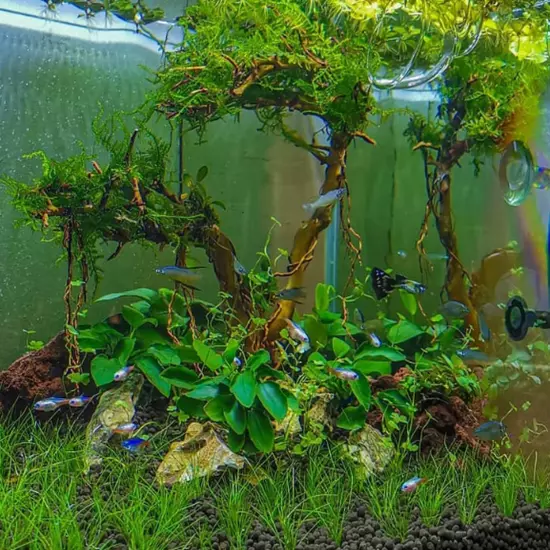 Package Loose Anubias Nana Long Wavy Decoration Tank Fish Live Aquatic Plant