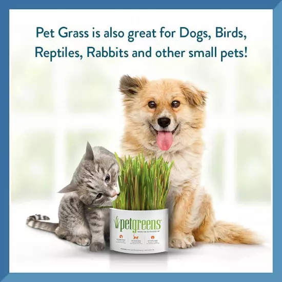 Bell Rock Growers Pet Greens Self-Grow Kit Organic Wheat Grass For all Pets