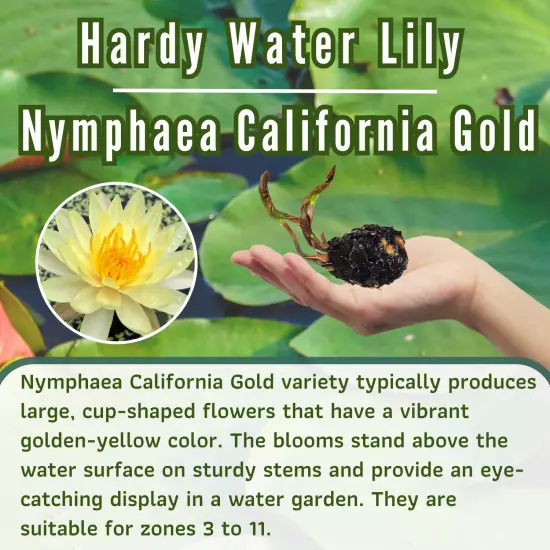 Buy2Get1Free Yellow California Gold Hardy Waterlily Live Pond Plant Colorful