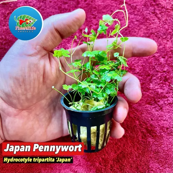 Dwarf Pennywort 'Japan’ H.tripartita Live Aquarium Plant