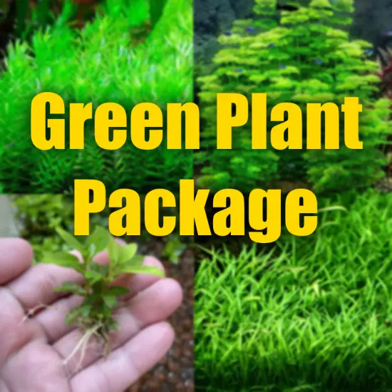 Green Plants Aquarium plant package filled with Green Plants 