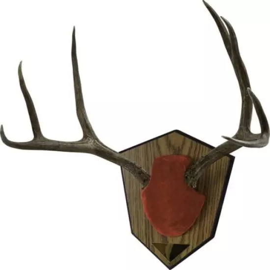 Allen Antler Mounting Kit with Skull Cover & Engraveable Plaque Red 